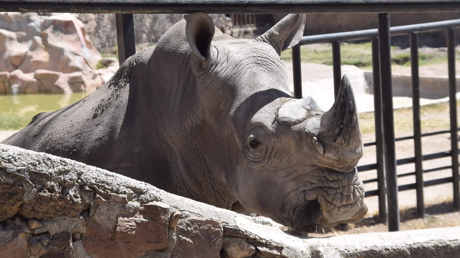 f carmona zoo calor animales (9)